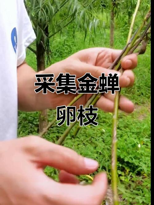 金蝉卵枝孵化技术图片能直观展示哪些关键步骤?孵化率如何通过细节把控提升?-图3 金蝉卵枝孵化技术图片能直观展示哪些关键步骤?孵化率如何通过细节把控提升?-图3