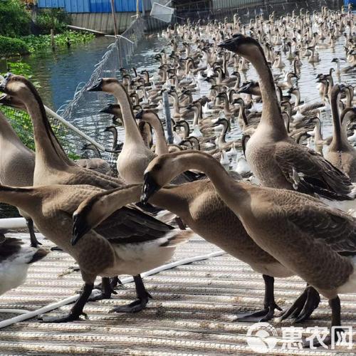 广东养殖的鹅品种有哪些？哪些是当地特色或优势品种？-图2
