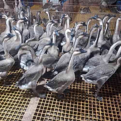 广东养殖的鹅品种有哪些?哪些是当地特色或优势品种?-图1 广东养殖的鹅品种有哪些?哪些是当地特色或优势品种?-图1