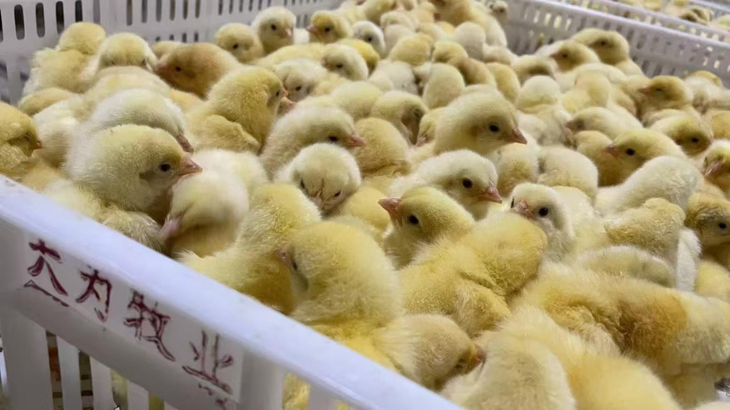 今日817毛鸡价格行情具体走势如何？养殖户该如何应对当前市场变化？-图3