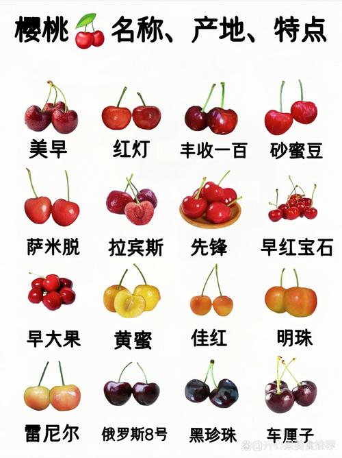 大樱桃品种繁多,口感、产量、抗性差异大,到底哪些品种最适合种植与食用?-图1 大樱桃品种繁多,口感、产量、抗性差异大,到底哪些品种最适合种植与食用?-图1