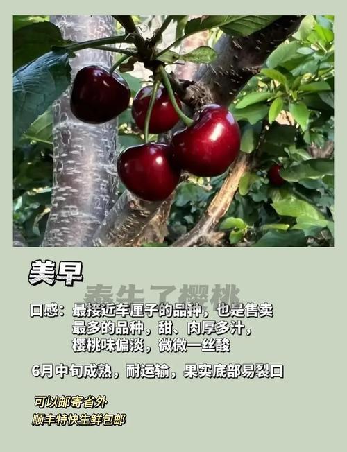 大樱桃品种繁多，口感、产量、抗性差异大，到底哪些品种最适合种植与食用？-图3