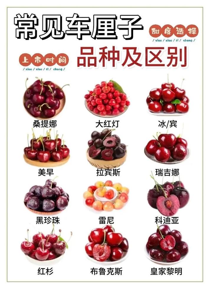 大樱桃品种繁多,口感、产量、抗性差异大,到底哪些品种最适合种植与食用?-图2 大樱桃品种繁多,口感、产量、抗性差异大,到底哪些品种最适合种植与食用?-图2