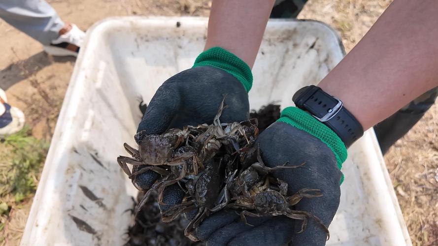 大棚暂养螃蟹越冬剩蟹技术,如何提高成活率与品质?-图2 大棚暂养螃蟹越冬剩蟹技术,如何提高成活率与品质?-图2