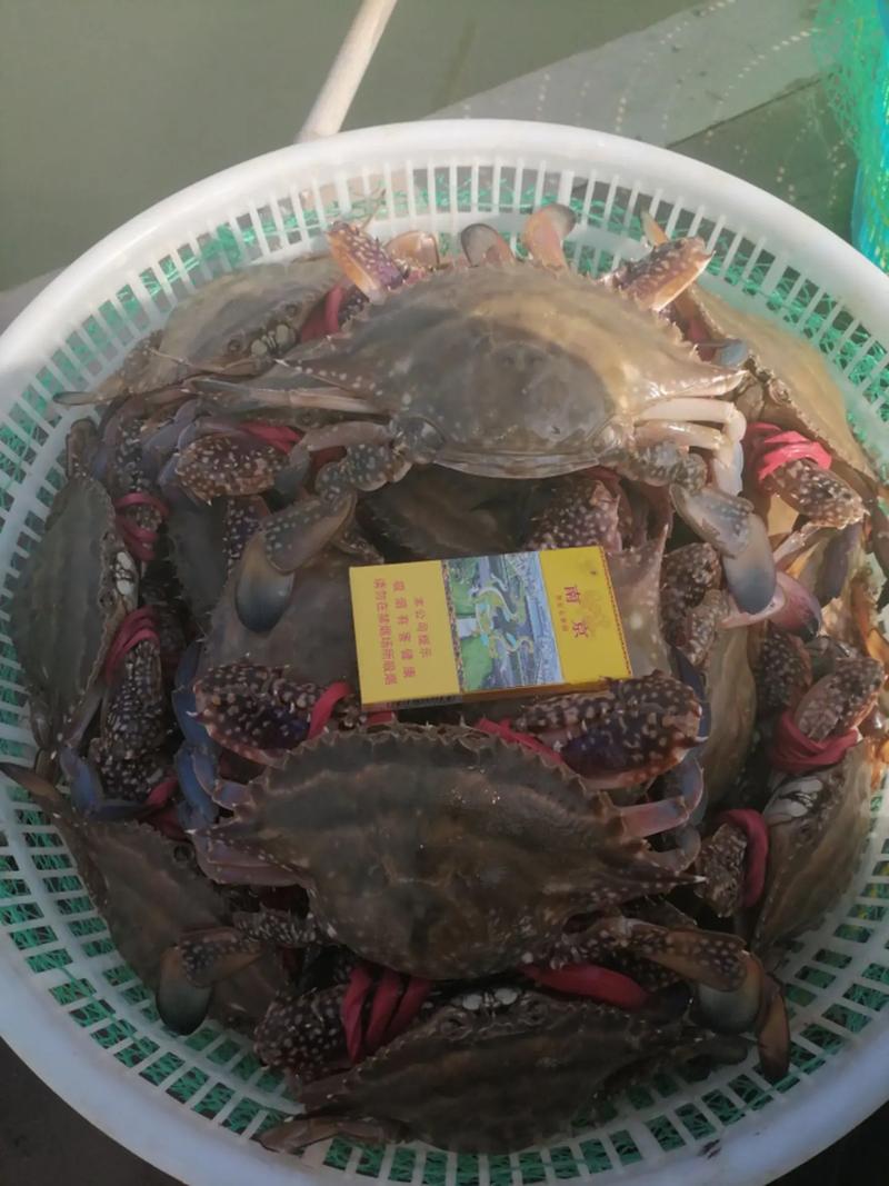 大棚暂养螃蟹越冬剩蟹技术,如何提高成活率与品质?-图1 大棚暂养螃蟹越冬剩蟹技术,如何提高成活率与品质?-图1