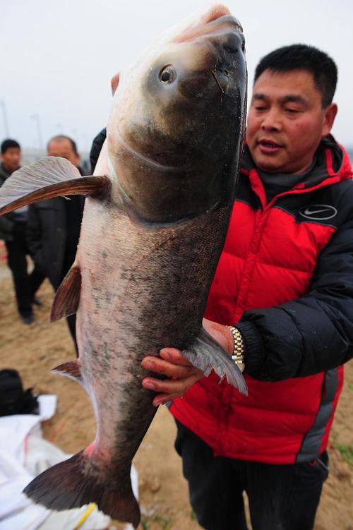 鳙鱼（胖头鱼）高效养殖技术要点有哪些？如何提升成活率与产量？-图1