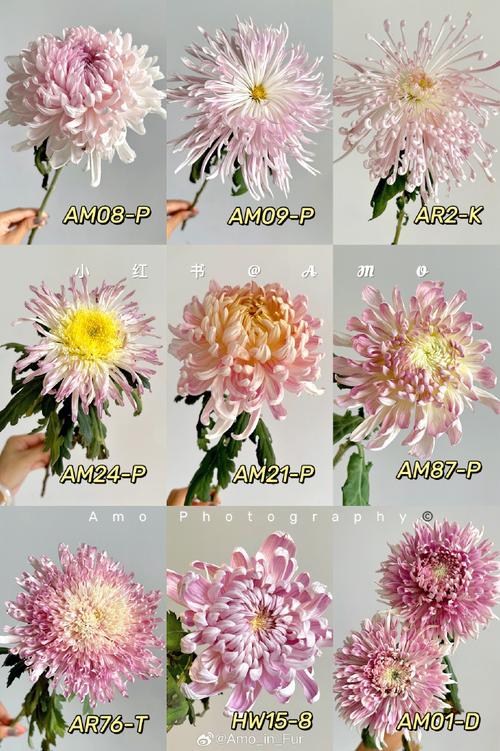 菊花的花型与颜色究竟有多少种变化？不同品种的菊花在形态和色彩上有哪些独特之处？-图2