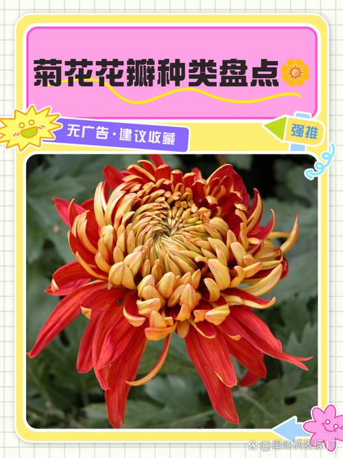 菊花的花型与颜色究竟有多少种变化？不同品种的菊花在形态和色彩上有哪些独特之处？-图3