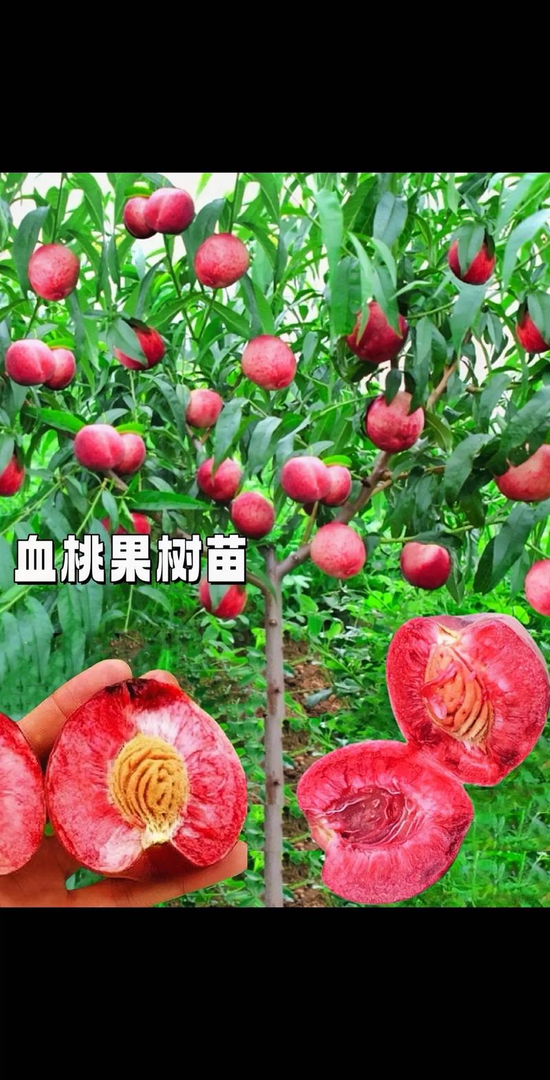 光战1号桃树品种的产量表现、抗寒能力及市场前景究竟如何？-图2