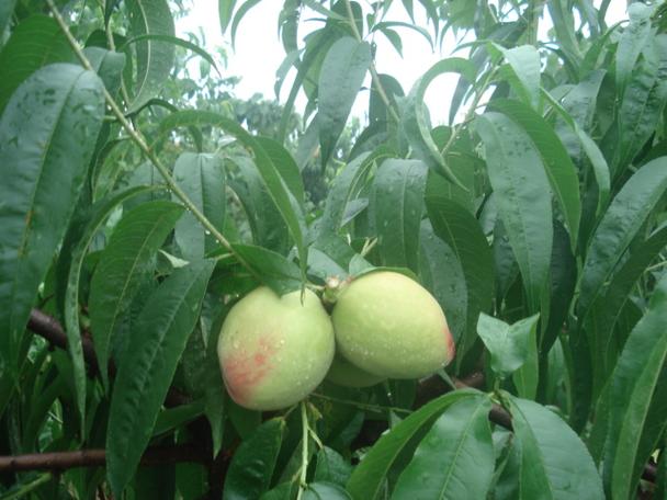 光战1号桃树品种的产量表现、抗寒能力及市场前景究竟如何？-图3