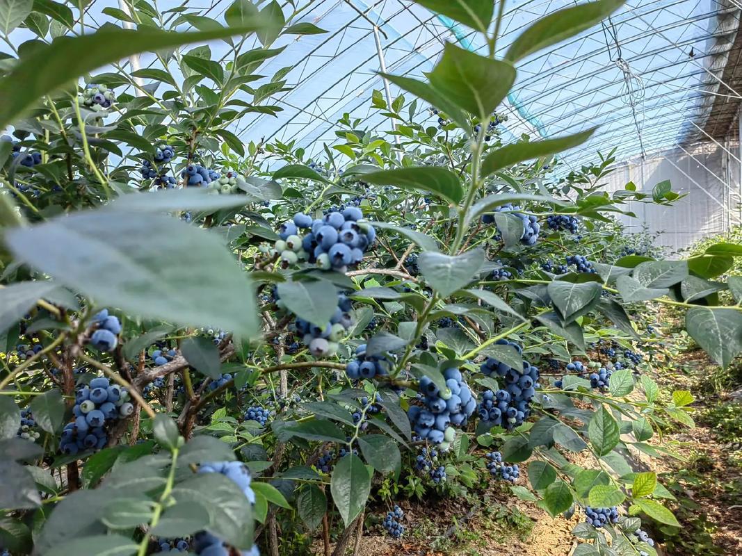 哪种蓝莓品种能一年多次挂果?高产蓝莓品种有哪些种植技巧?-图2 哪种蓝莓品种能一年多次挂果?高产蓝莓品种有哪些种植技巧?-图2