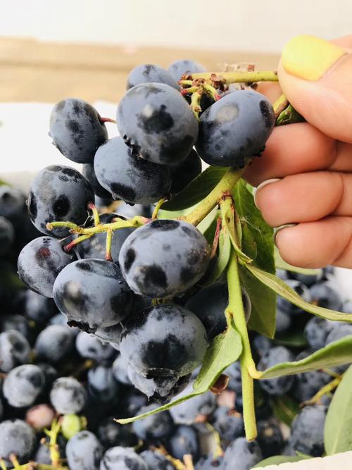 哪种蓝莓品种能一年多次挂果?高产蓝莓品种有哪些种植技巧?-图1 哪种蓝莓品种能一年多次挂果?高产蓝莓品种有哪些种植技巧?-图1