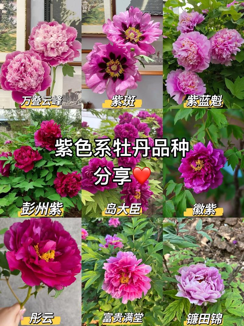 牡丹花品种图片及名字,如何从海量图片中精准识别稀有品种?不同名字背后藏着哪些文化密码?-图1 牡丹花品种图片及名字,如何从海量图片中精准识别稀有品种?不同名字背后藏着哪些文化密码?-图1