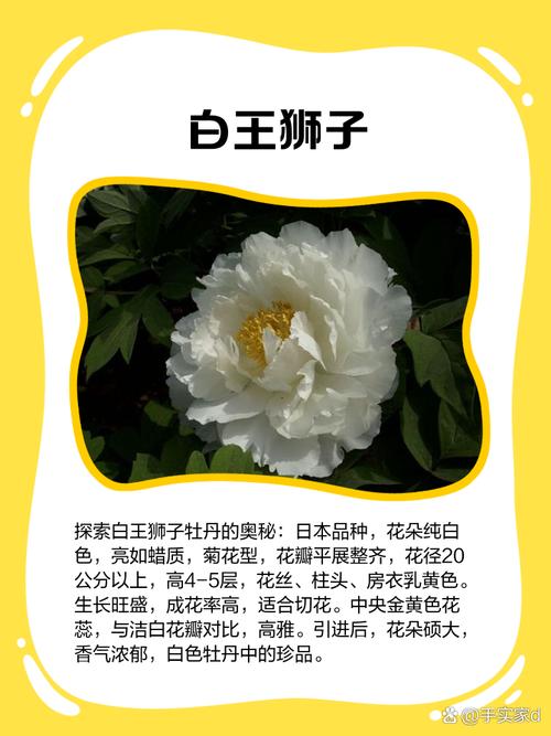 牡丹花品种图片及名字,如何从海量图片中精准识别稀有品种?不同名字背后藏着哪些文化密码?-图3 牡丹花品种图片及名字,如何从海量图片中精准识别稀有品种?不同名字背后藏着哪些文化密码?-图3