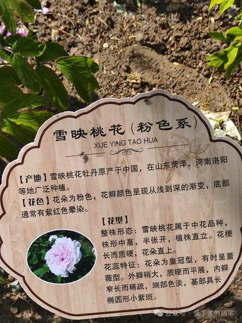 牡丹花品种图片及名字,如何从海量图片中精准识别稀有品种?不同名字背后藏着哪些文化密码?-图2 牡丹花品种图片及名字,如何从海量图片中精准识别稀有品种?不同名字背后藏着哪些文化密码?-图2