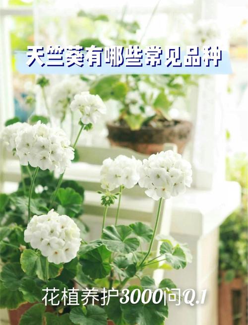 天竺葵品种繁多,不同品种有哪些独特特征及养护要点?-图2 天竺葵品种繁多,不同品种有哪些独特特征及养护要点?-图2