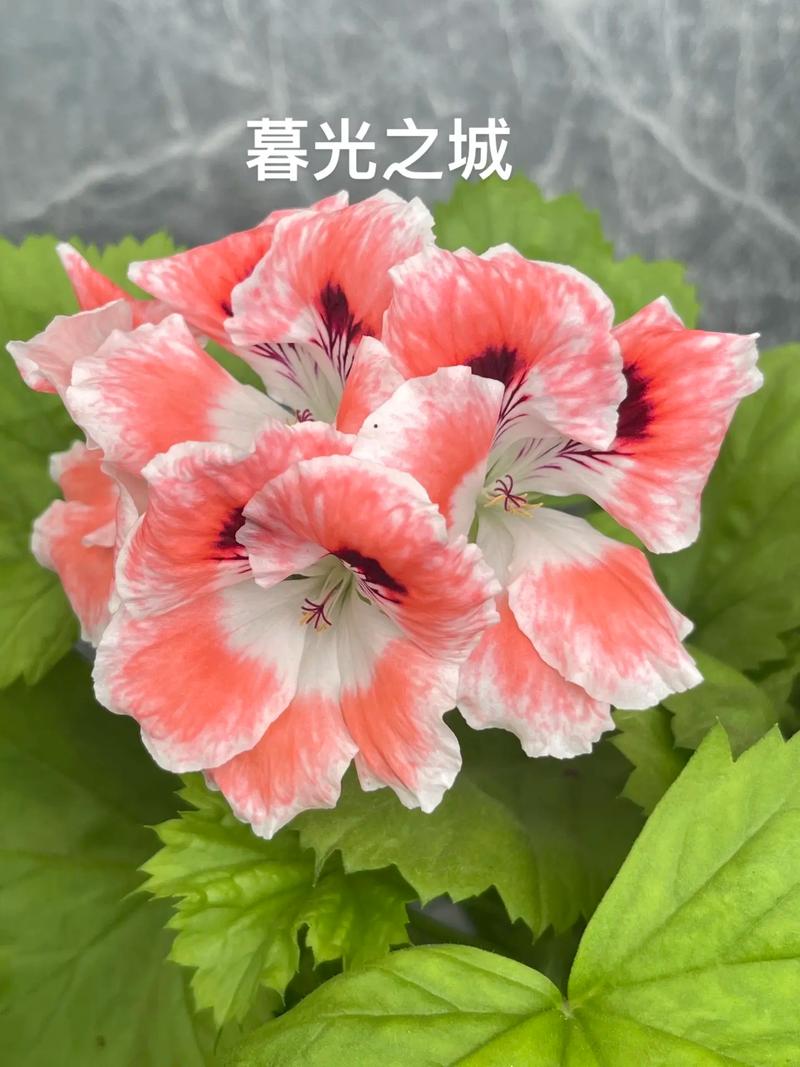 天竺葵品种繁多,不同品种有哪些独特特征及养护要点?-图3 天竺葵品种繁多,不同品种有哪些独特特征及养护要点?-图3