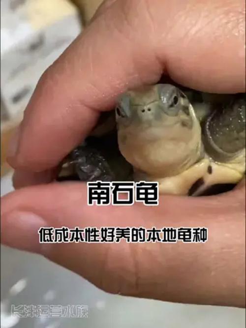 南石龟2025最新价格是多少？不同规格和品相的价格差异有多大？-图1