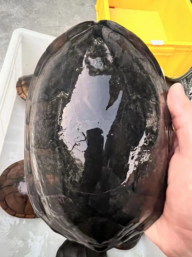 南石龟2025最新价格是多少？不同规格和品相的价格差异有多大？-图3