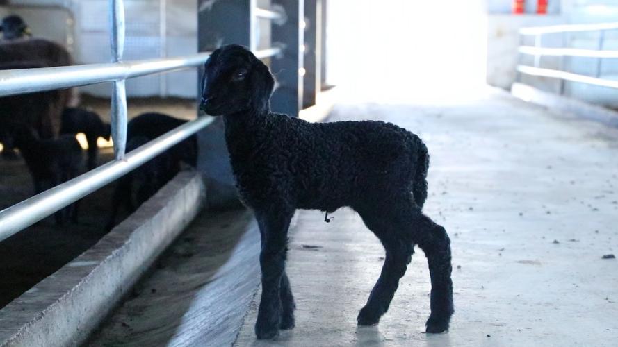 我国裘皮山羊品种有哪些独特品种?它们各自有何特点与分布区域?-图2 我国裘皮山羊品种有哪些独特品种?它们各自有何特点与分布区域?-图2