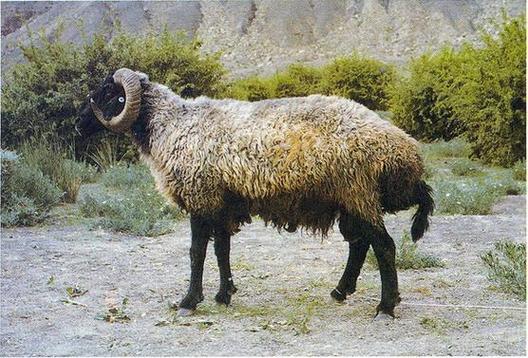 我国裘皮山羊品种有哪些独特品种?它们各自有何特点与分布区域?-图3 我国裘皮山羊品种有哪些独特品种?它们各自有何特点与分布区域?-图3