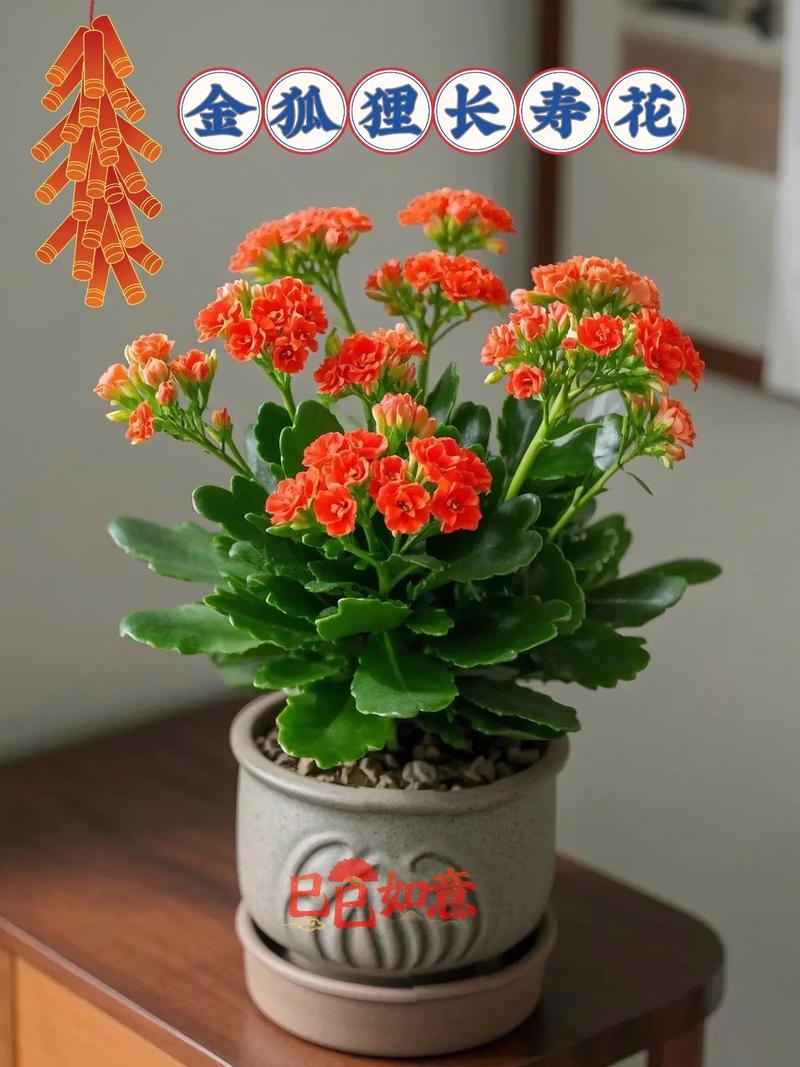 除了常见的红、黄、粉色，哪些长寿花品种因稀有特性或独特观赏价值而堪称珍贵？-图3