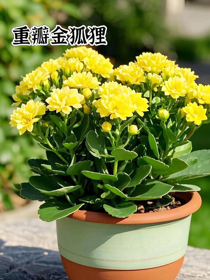 除了常见的红、黄、粉色，哪些长寿花品种因稀有特性或独特观赏价值而堪称珍贵？-图1