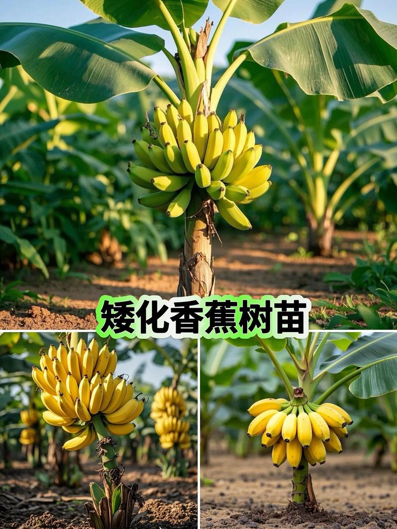 农广天地香蕉种植技术，从选种到丰收，关键步骤有哪些？-图2