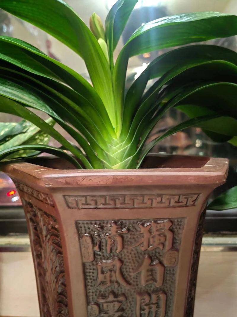 和尚君子兰作为老品种，其独特叶纹与花色有何历史渊源？养护中如何延续其经典品种特性？-图1