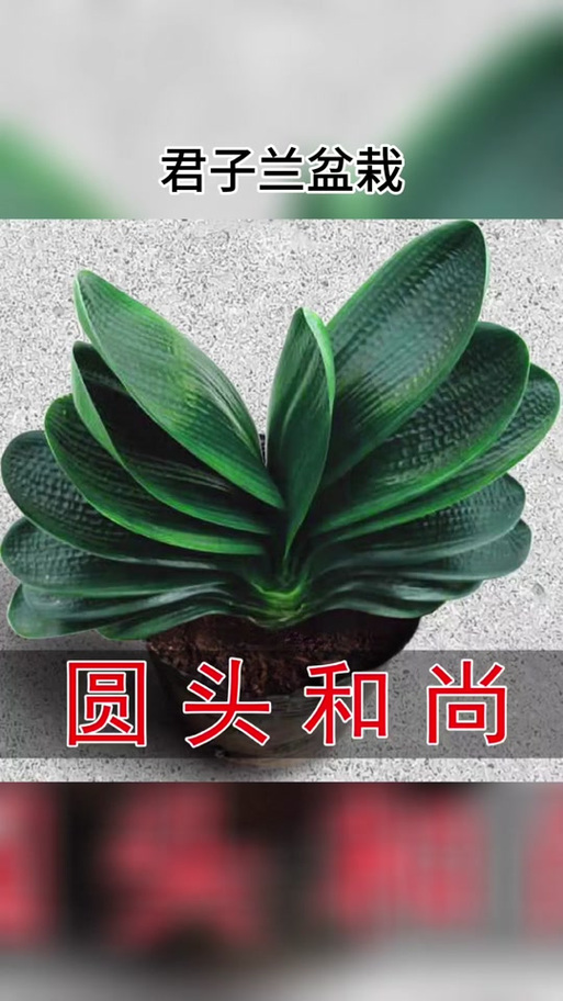 和尚君子兰作为老品种，其独特叶纹与花色有何历史渊源？养护中如何延续其经典品种特性？-图2