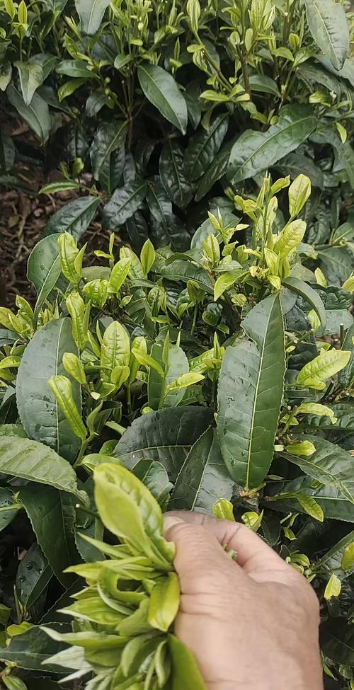 农广天地茶叶种植技术详解，从选种到加工有哪些关键步骤能提升产量与品质？-图2