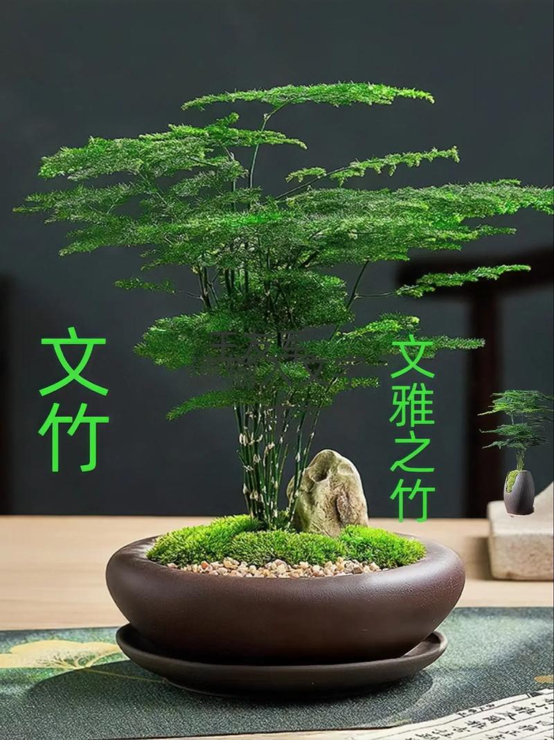 文竹存在真正矮化品种吗?还是仅靠修剪控制高度?-图2 文竹存在真正矮化品种吗?还是仅靠修剪控制高度?-图2