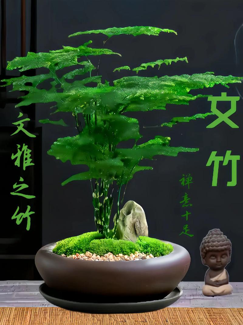 文竹存在真正矮化品种吗?还是仅靠修剪控制高度?-图1 文竹存在真正矮化品种吗?还是仅靠修剪控制高度?-图1