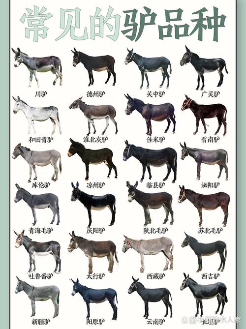 国内驴品种繁多，究竟哪个才是综合性能最优的肉驴之王？-图1