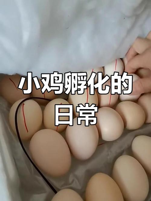 蛋鸡孵化技术指导视频能解决哪些实际孵化难题？温度湿度调控、翻蛋频率等关键操作如何精准把握？-图3