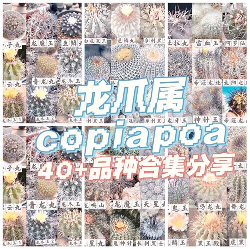 仙人球品种繁多,如何通过形态特征、生长习性等细节准确区分不同品种?-图1 仙人球品种繁多,如何通过形态特征、生长习性等细节准确区分不同品种?-图1