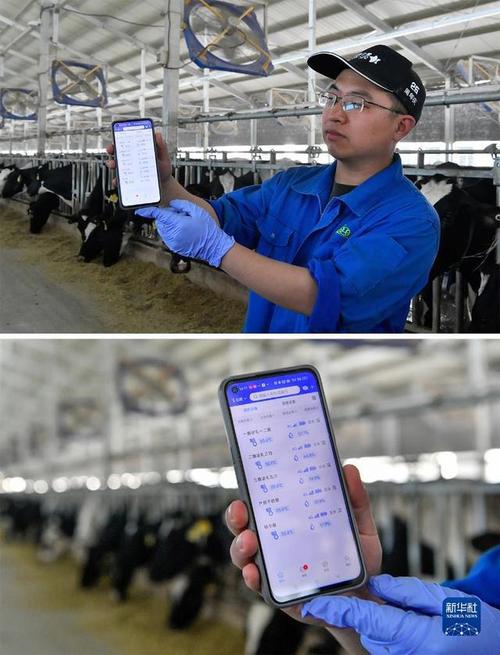 奶牛养殖技术手机软件能否精准解决牧场实际养殖难题？-图1