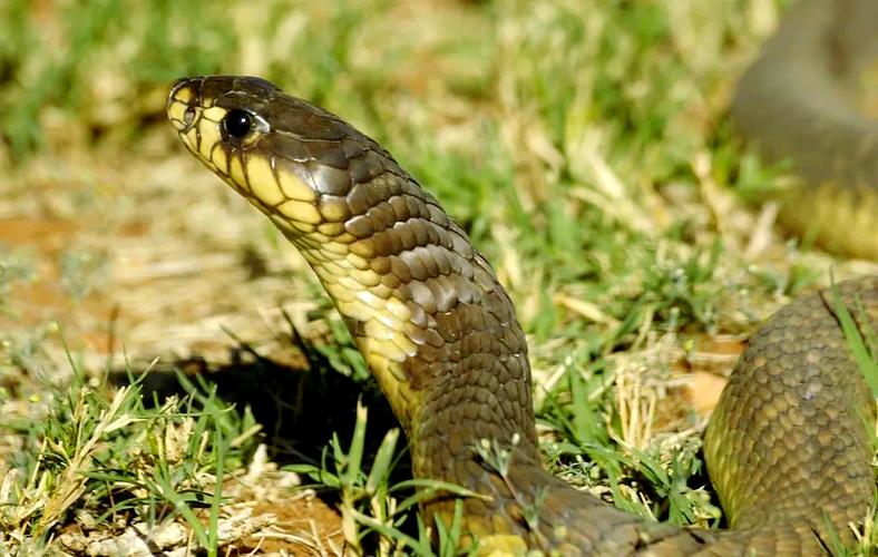 福建眼镜蛇具体包含哪些亚种或地域品种?不同品种的形态特征与分布区域有何差异?-图2 福建眼镜蛇具体包含哪些亚种或地域品种?不同品种的形态特征与分布区域有何差异?-图2