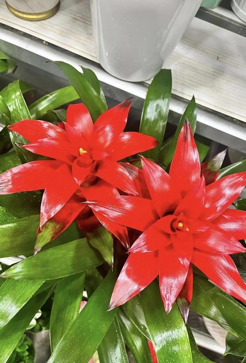 鸿运当头花究竟有多少个品种?不同品种的形态与养护方法有何差异?-图1 鸿运当头花究竟有多少个品种?不同品种的形态与养护方法有何差异?-图1