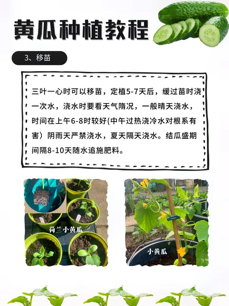 春季黄瓜大棚栽培技术有哪些关键点?如何实现高产优质?-图3 春季黄瓜大棚栽培技术有哪些关键点?如何实现高产优质?-图3