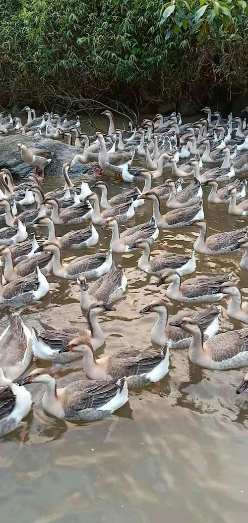 农村养灰天鹅技术视频,新手如何掌握关键养殖技巧与注意事项?-图3 农村养灰天鹅技术视频,新手如何掌握关键养殖技巧与注意事项?-图3