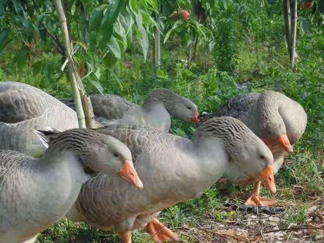 农村养灰天鹅技术视频,新手如何掌握关键养殖技巧与注意事项?-图2 农村养灰天鹅技术视频,新手如何掌握关键养殖技巧与注意事项?-图2