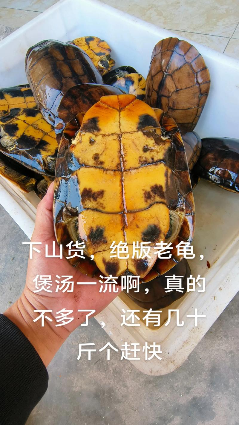 2025年石龟苗最新价格行情如何？不同规格、品相的龟苗价格差异大吗？-图3
