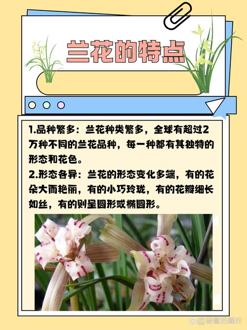 十大兰花品种各具怎样的独特魅力?这些经典品种又该如何养护才能绽放最美姿态?-图1 十大兰花品种各具怎样的独特魅力?这些经典品种又该如何养护才能绽放最美姿态?-图1