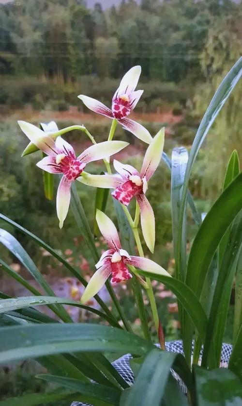 十大兰花品种各具怎样的独特魅力?这些经典品种又该如何养护才能绽放最美姿态?-图3 十大兰花品种各具怎样的独特魅力?这些经典品种又该如何养护才能绽放最美姿态?-图3