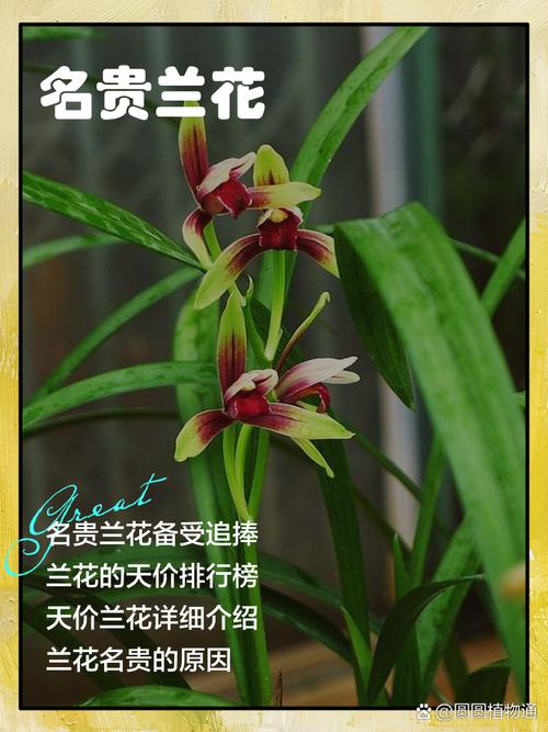 十大兰花品种各具怎样的独特魅力?这些经典品种又该如何养护才能绽放最美姿态?-图2 十大兰花品种各具怎样的独特魅力?这些经典品种又该如何养护才能绽放最美姿态?-图2