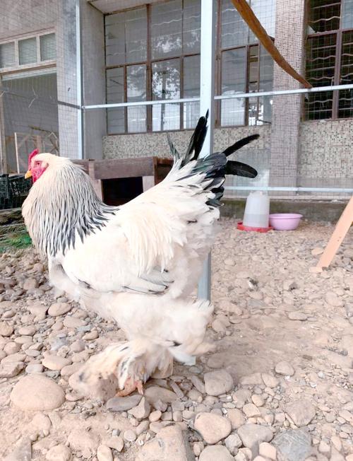 世界上真的存在特别大的鸡吗?它们是哪个品种,体型能有多大?-图2 世界上真的存在特别大的鸡吗?它们是哪个品种,体型能有多大?-图2