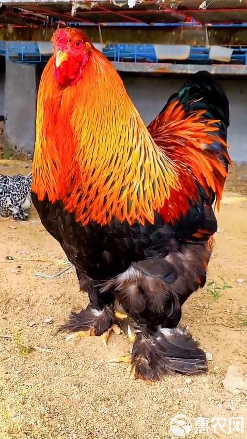 世界上真的存在特别大的鸡吗?它们是哪个品种,体型能有多大?-图1 世界上真的存在特别大的鸡吗?它们是哪个品种,体型能有多大?-图1