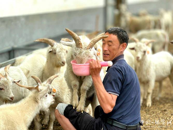 冬天山羊饲养管理技术，低温、饲料短缺与疾病防控，如何确保山羊安全越冬并提升生产效益？-图2
