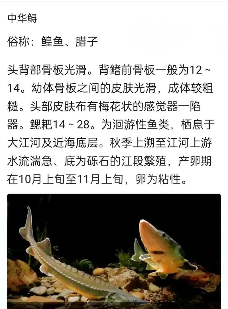 鲟鱼养殖的关键技术难点与高效管理方法有哪些？-图1